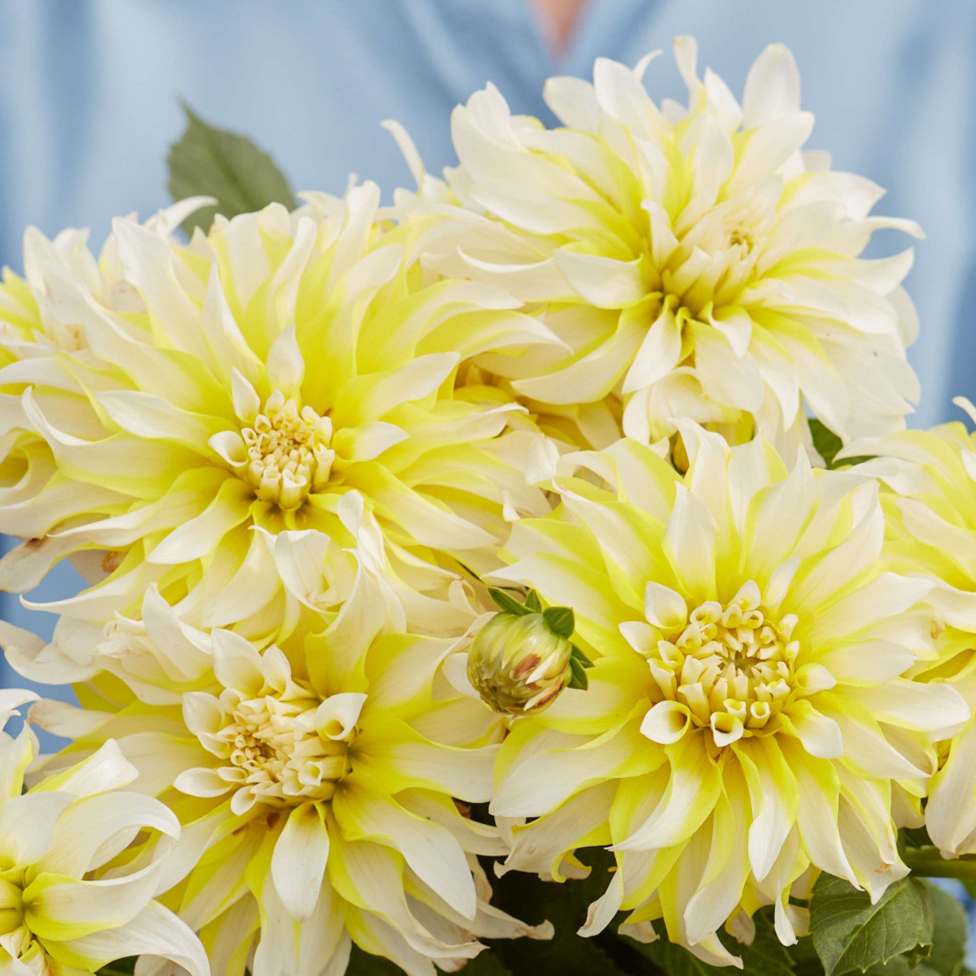 Dahlia 'Calgary Flames'